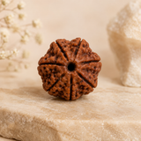 7 Mukhi Rudraksha
