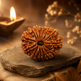 14 Mukhi Rudraksha