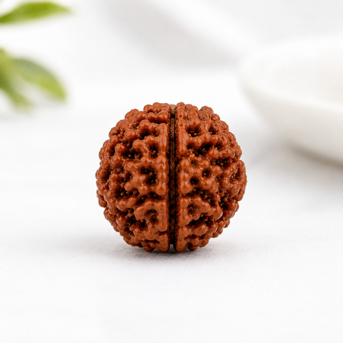2 Mukhi Rudraksha