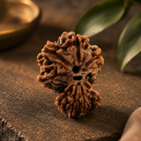 Garbh Gauri Rudraksha