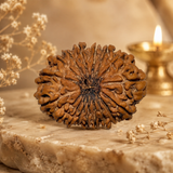 17 Mukhi Rudraksha