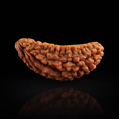 1 Mukhi Rudraksha